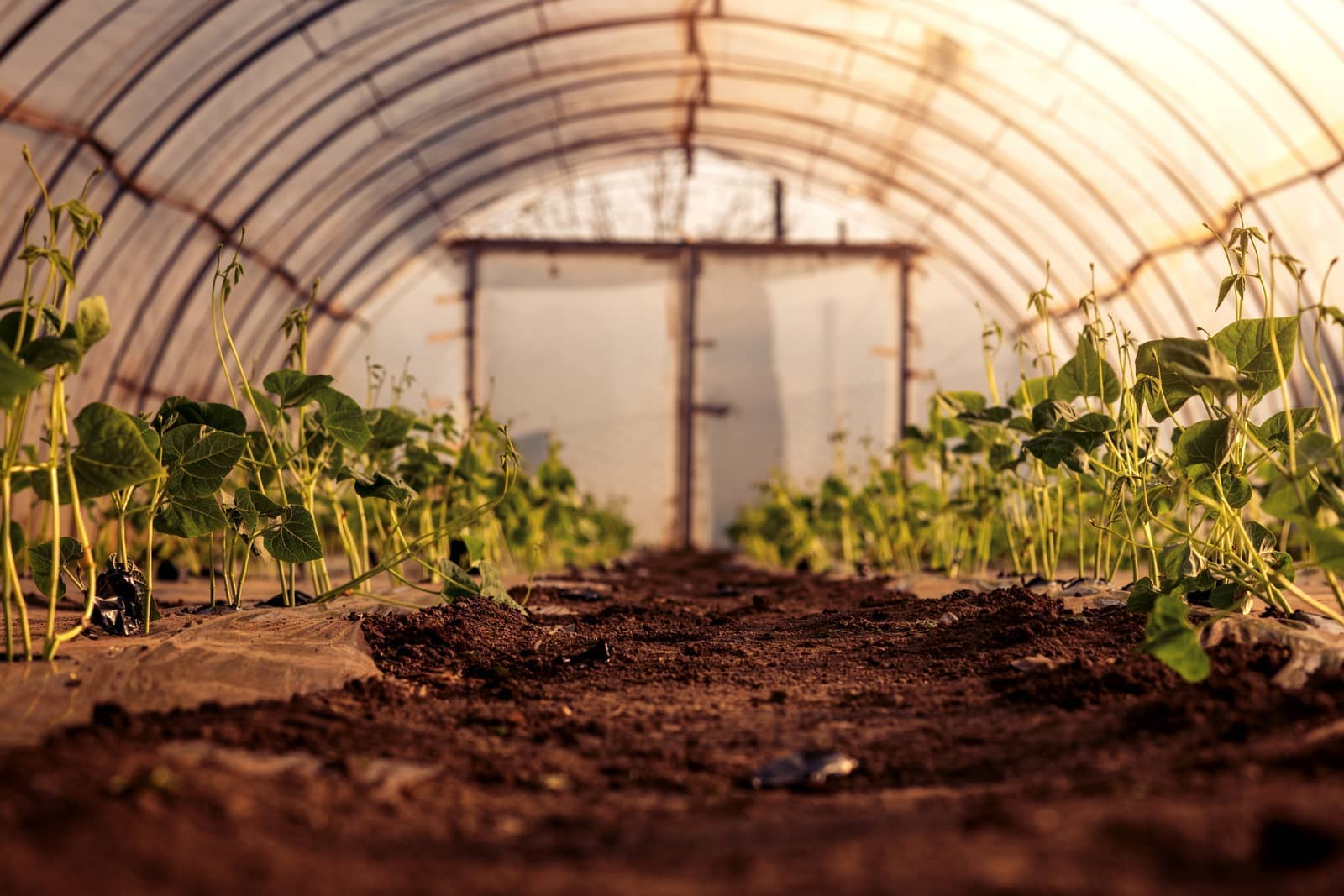 Hydroponic Growing project by KC Greenhouse Builders