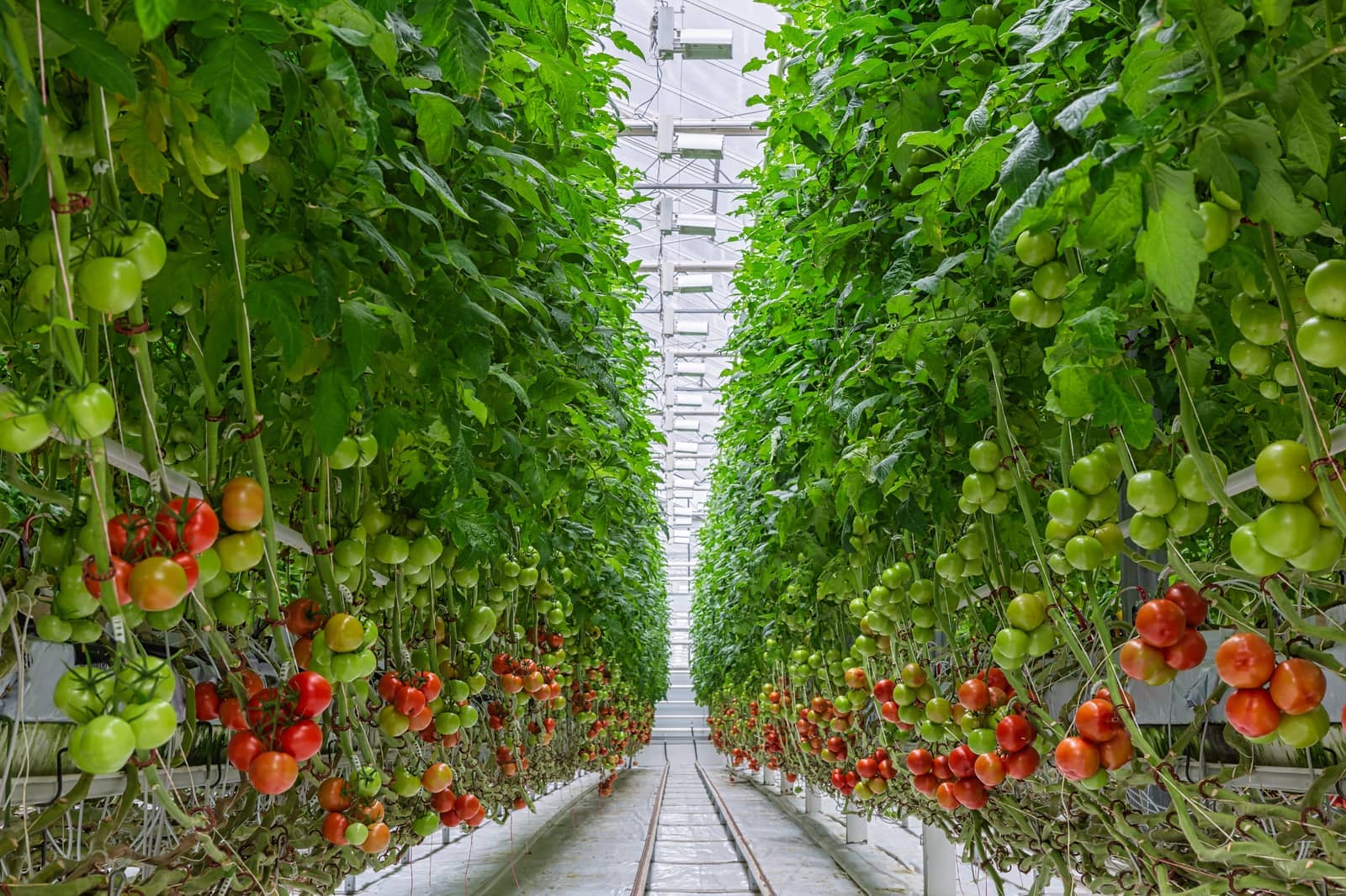 Commercial Greenhouses project by KC Greenhouse Builders