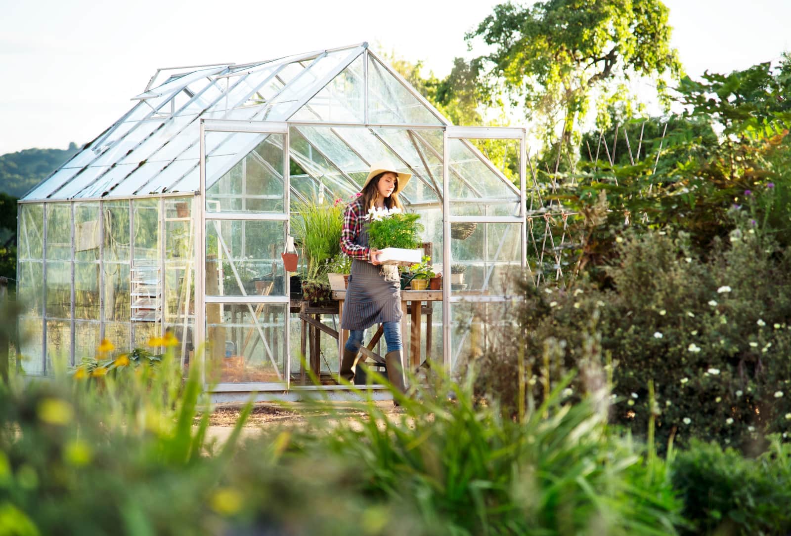Professional Glass Greenhouse - Kansas City, KS